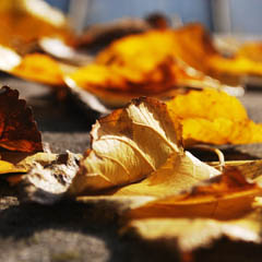 在线电话轰炸测试